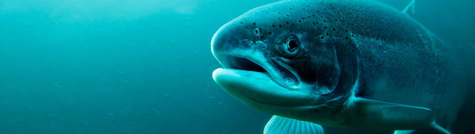 Fiskeslam